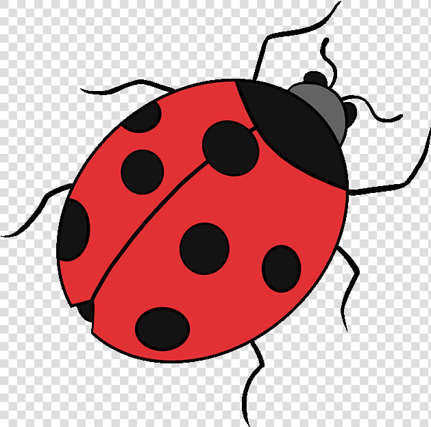 Drawing Ladybird Beetle Image Tutorial Clip Art  HD Png DownloadTransparent PNG