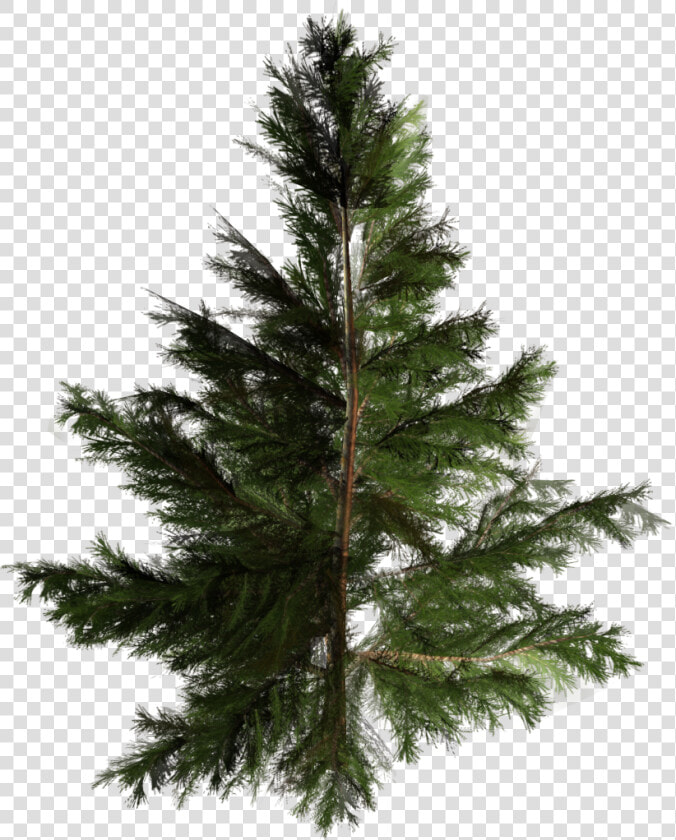 Artificial Christmas Tree Pine Pinales   Tree  HD Png DownloadTransparent PNG