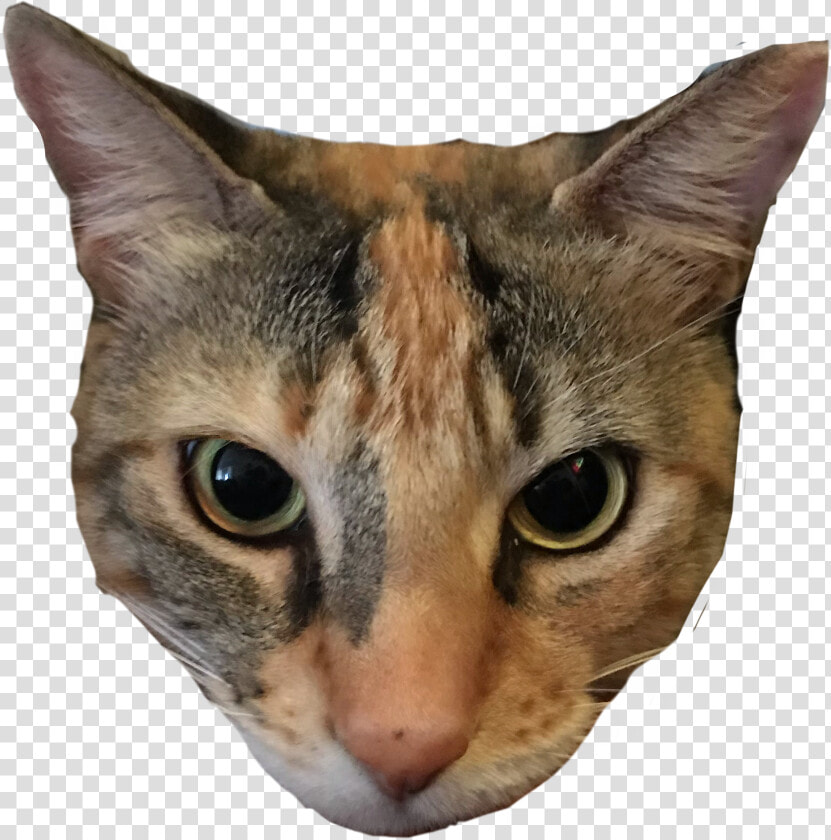  cheese  cheesethecat  cats  cat  calico  calicocat   Domestic Short haired Cat  HD Png DownloadTransparent PNG