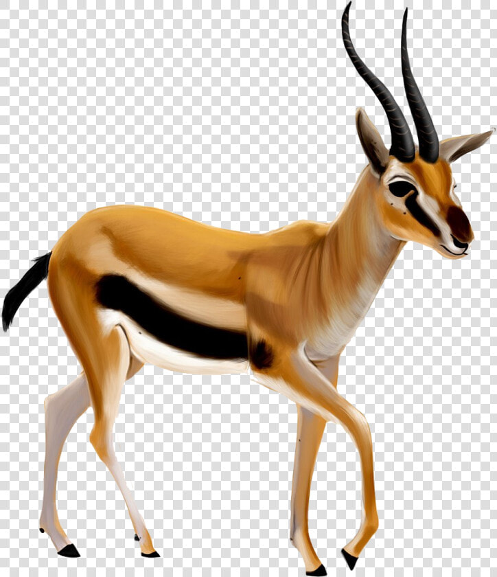 Gazelle Transparent Png   Antelope Png  Png DownloadTransparent PNG