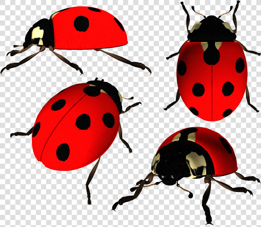 Ladybug Png Image   Ladybird Beetle Png  Transparent PngTransparent PNG