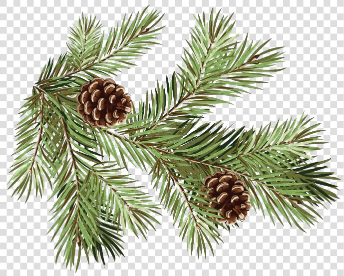 Pine Branch Transparent Background   Pine Branches With Pine Cones  HD Png DownloadTransparent PNG