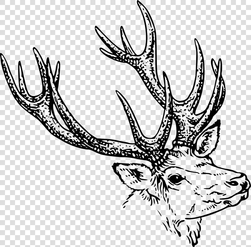 Jelen Kova Glava Openclipart   Stag Head Drawing  HD Png DownloadTransparent PNG