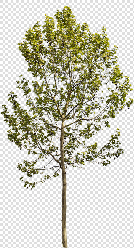 Transparent Sycamore Tree Png   Platanus Occidentalis Png  Png DownloadTransparent PNG