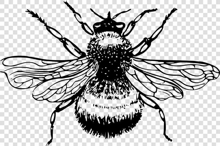 Bee Black And White Png   Bumble Bee Drawing Png  Transparent PngTransparent PNG