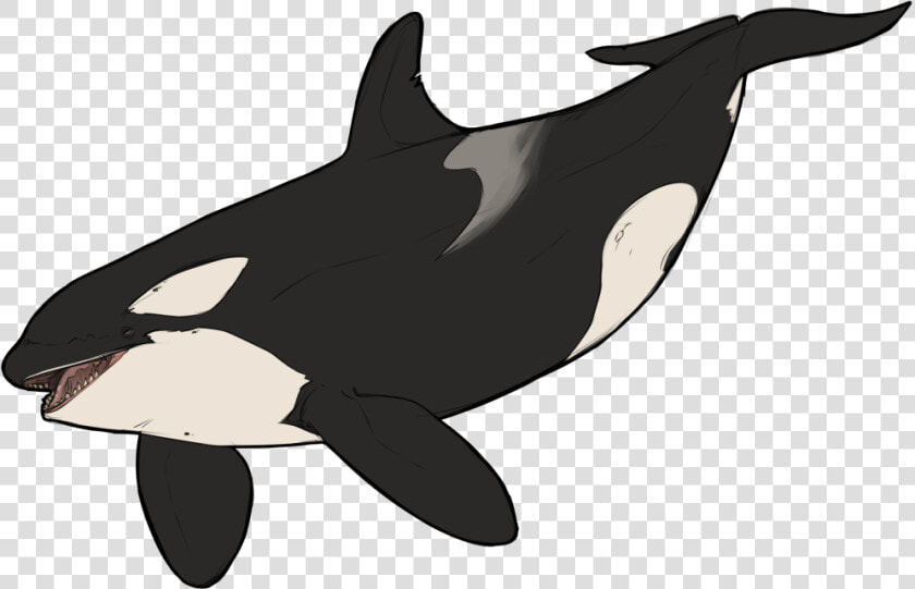 Killer Whale Dolphin Wildlife Animal   Animated Killer Whale  HD Png DownloadTransparent PNG