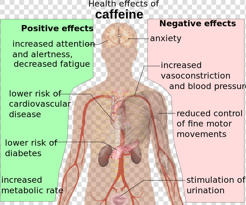 Picture   Effects Of Caffeine  HD Png DownloadTransparent PNG