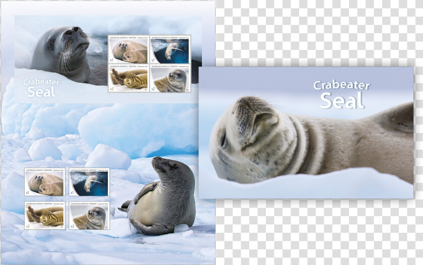 Harbor Seal  HD Png DownloadTransparent PNG