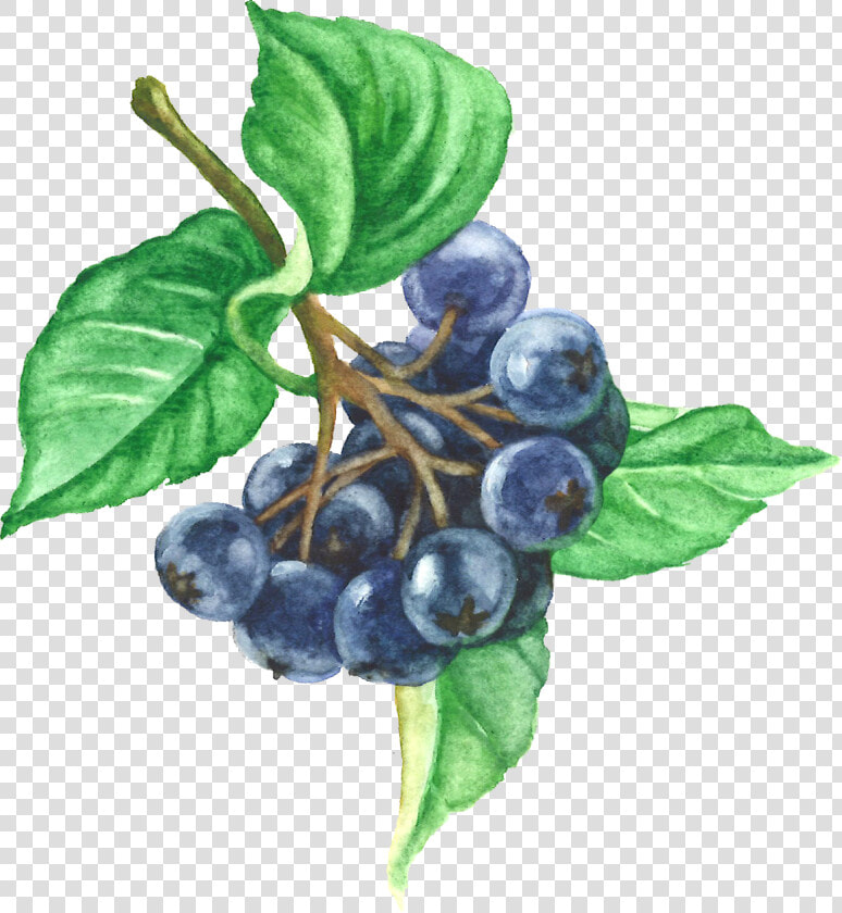 Aronia Berries  HD Png DownloadTransparent PNG