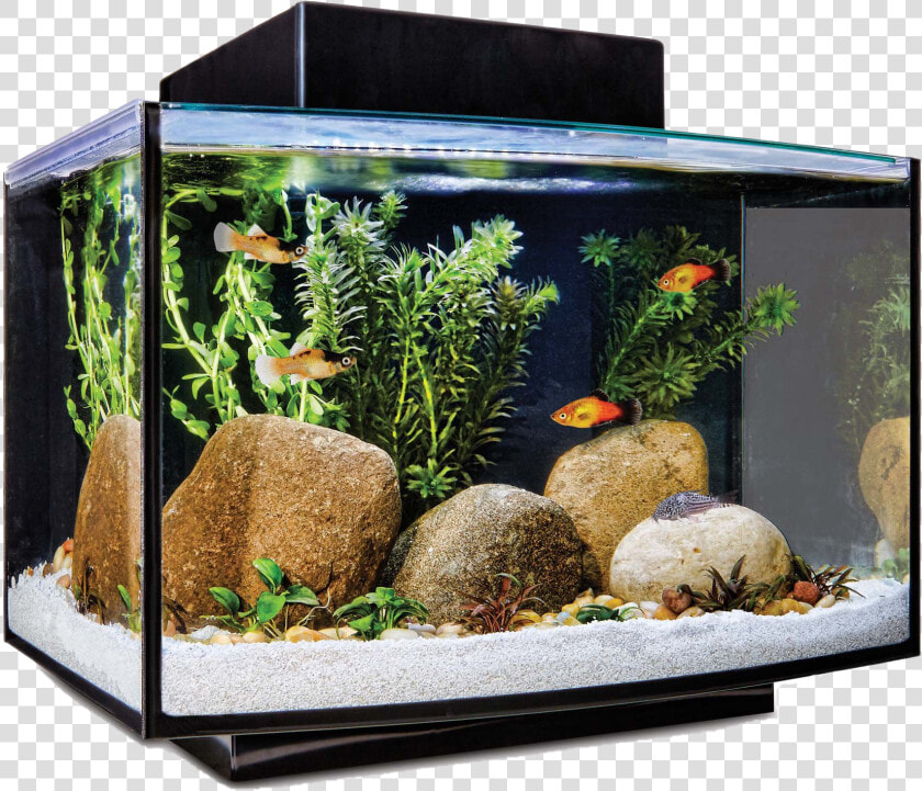 Aquarium Fish Tank Png File   Imagitarium Platform Freshwater Aquarium Kit 6 6 Gal  Transparent PngTransparent PNG