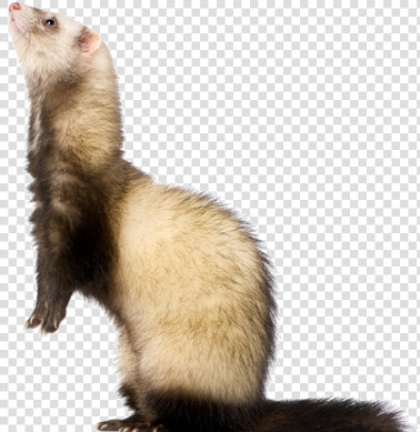 Shop Our Online Store   Black footed Ferret  HD Png DownloadTransparent PNG