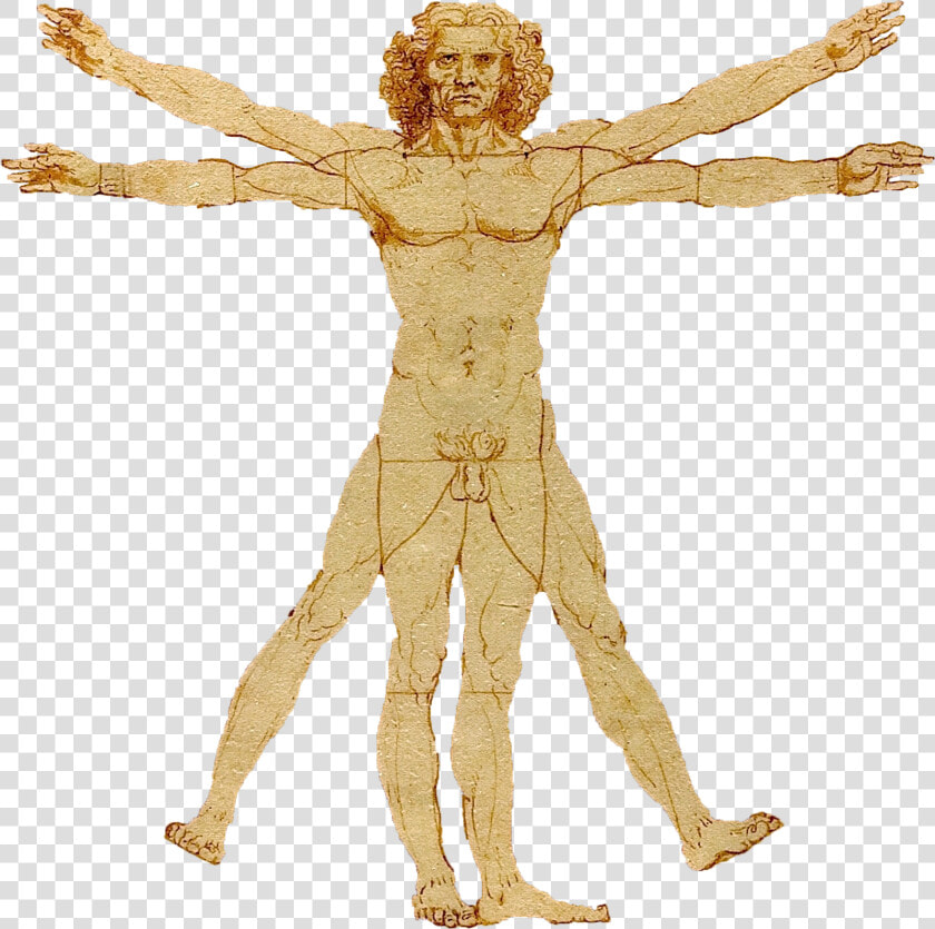 Portale Leonardo Da Vinci   Leonardo Da Vinci Homo Erectus  HD Png DownloadTransparent PNG