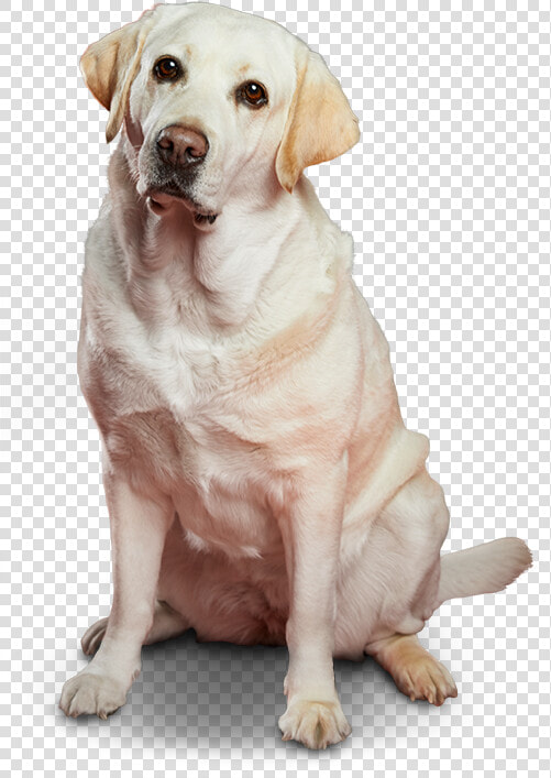 Kila Te Recomienda El Seguro Para Mascotas   Dog Yawns  HD Png DownloadTransparent PNG