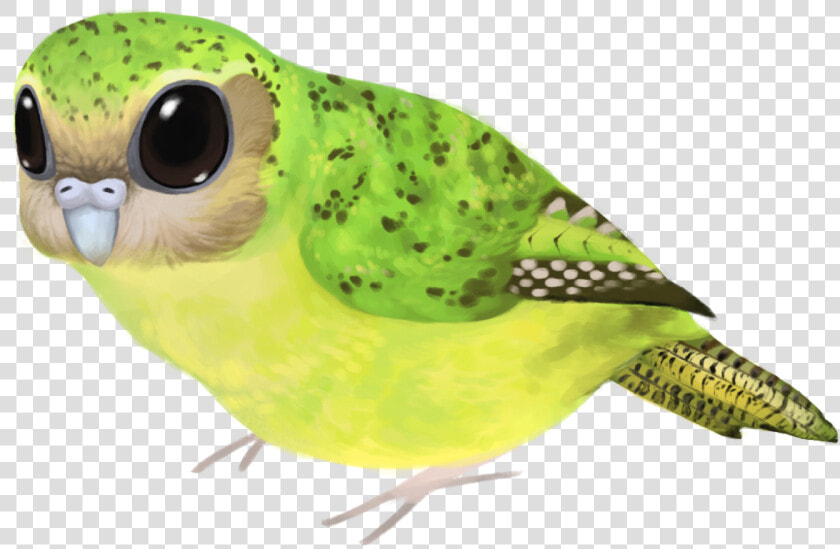 Budgie  HD Png DownloadTransparent PNG