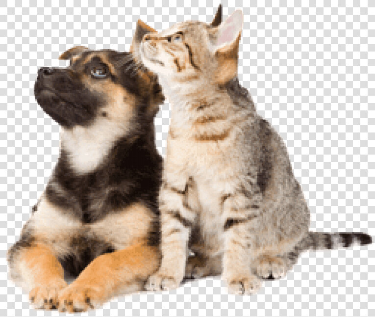 Dog And Cat Png   Png Download   Importance Of Pet Vaccines  Transparent PngTransparent PNG