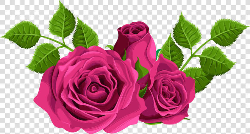 Pink Roses Png   Hybrid Tea Rose Png  Transparent PngTransparent PNG