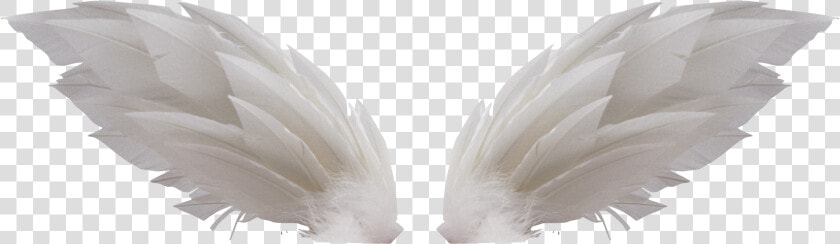 White Wings Png   Крылья Для Фотошопа  Transparent PngTransparent PNG