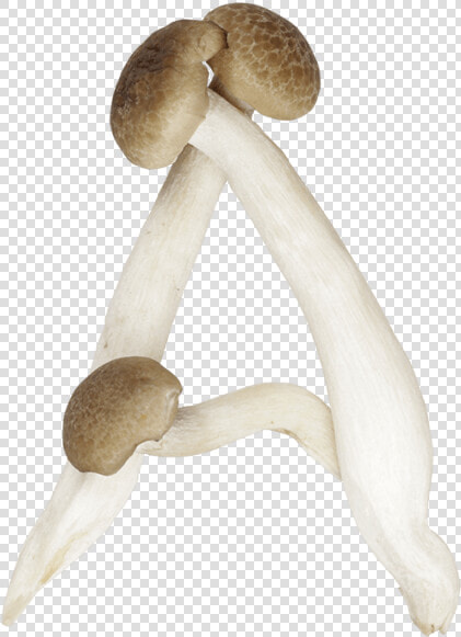 Mushrooms Shaped Like Letters  HD Png DownloadTransparent PNG