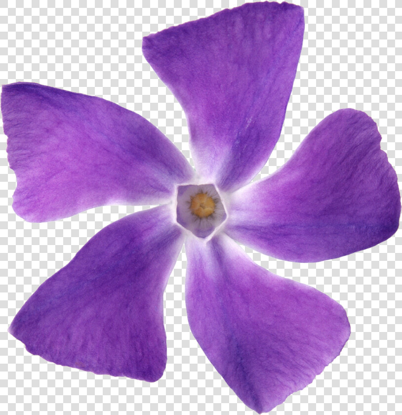 Purple Flower Petal Violet Lilac   Flor Roxa 5 Petalas  HD Png DownloadTransparent PNG