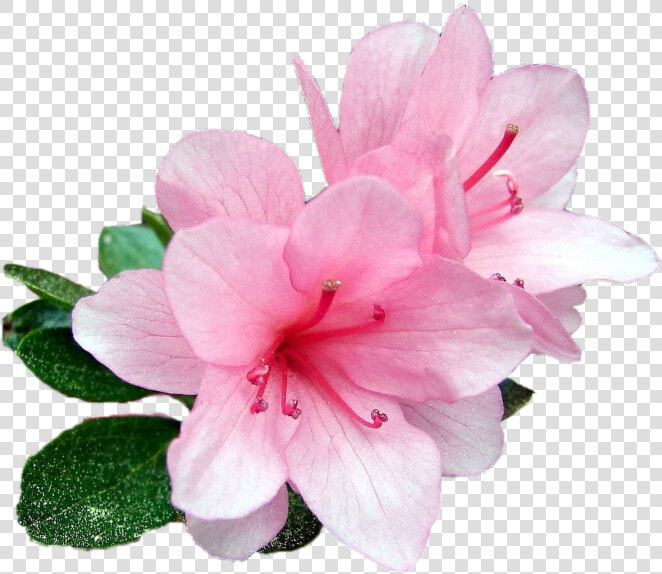 Azalea  HD Png DownloadTransparent PNG