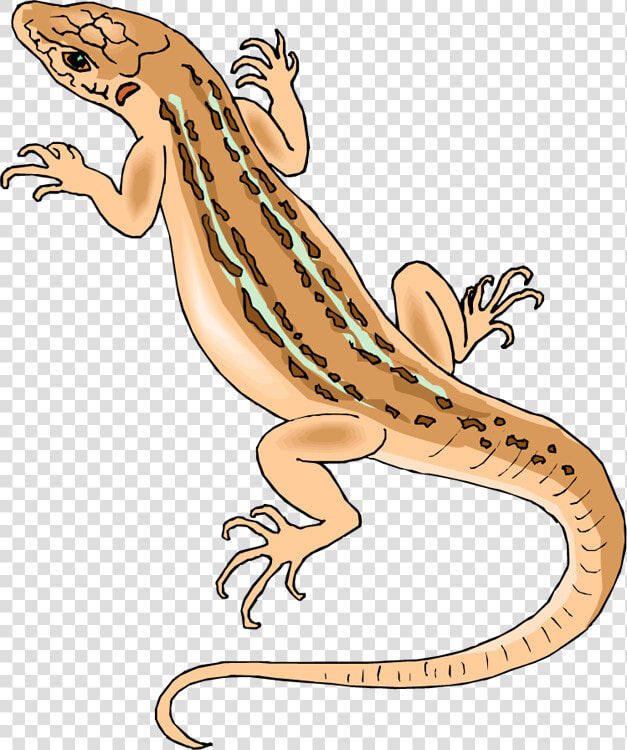 Horned Lizard Png File   House Lizard Clipart  Transparent PngTransparent PNG