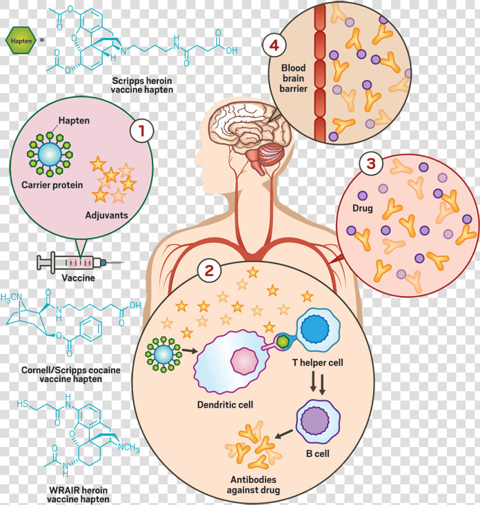 Medication Clipart Vaccination   Circle  HD Png DownloadTransparent PNG