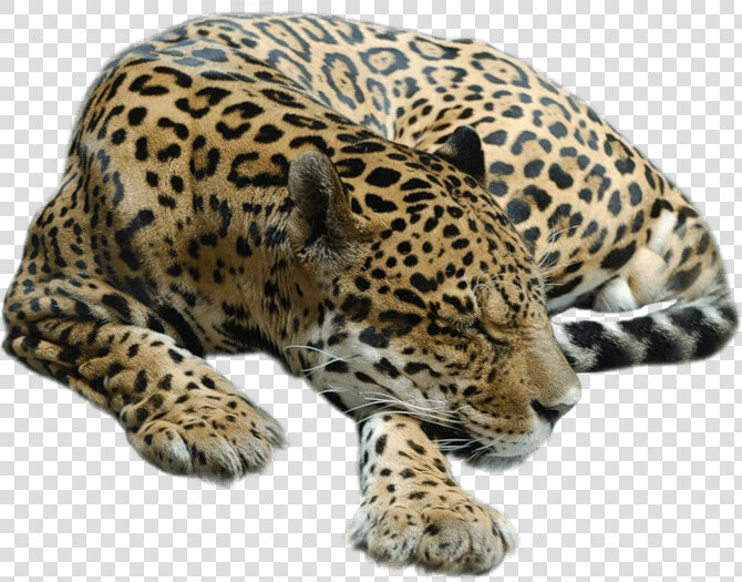 Cheetah Sleeping   Sleeping Cheetah Png  Transparent PngTransparent PNG