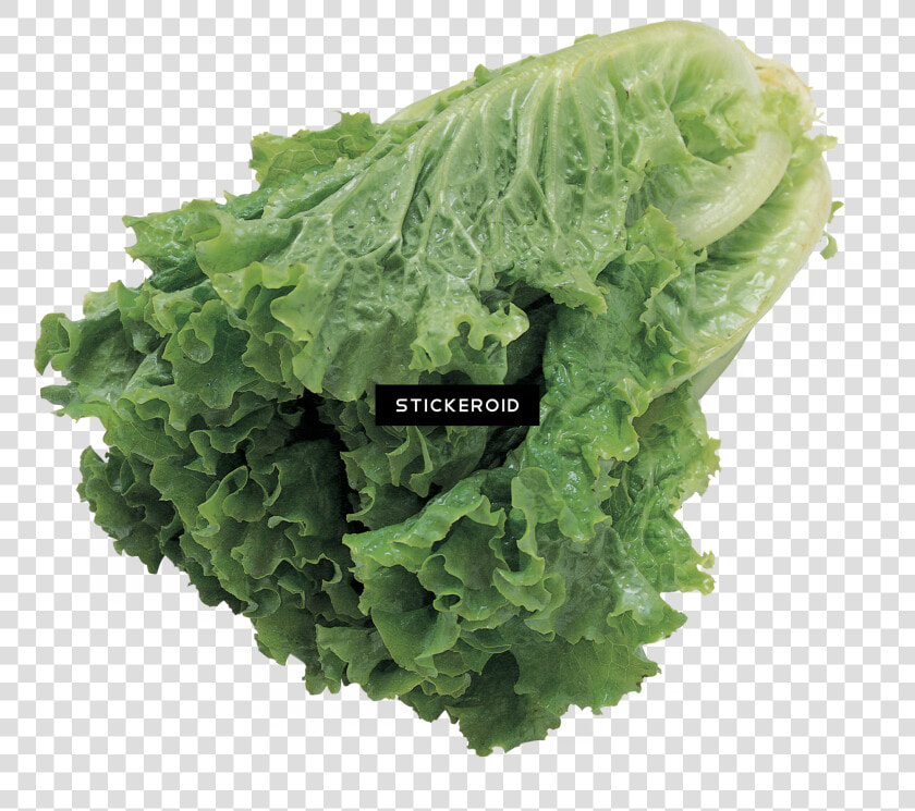 Butter Lettuce Vegetable Seeds   Png Download   Green Salad Transparent Background  Png DownloadTransparent PNG