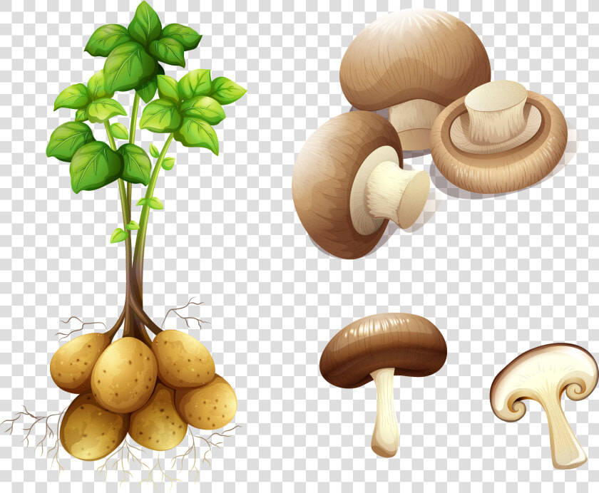 Potato Plant Stem Royalty free Clip Art   Stem Potato  HD Png DownloadTransparent PNG