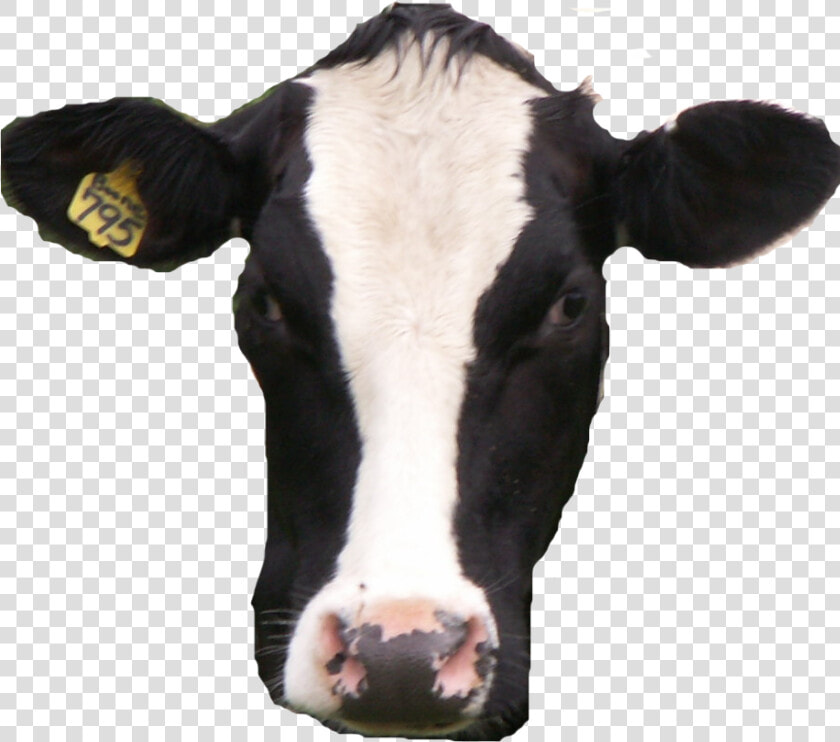 Cow Transparent Real   Cow Head Transparent Background  HD Png DownloadTransparent PNG