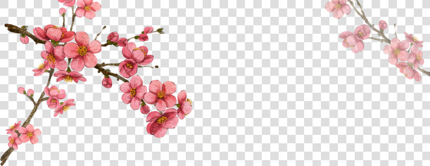 South Korea Flower Illustration   Korean Cherry Blossom Drawing  HD Png DownloadTransparent PNG