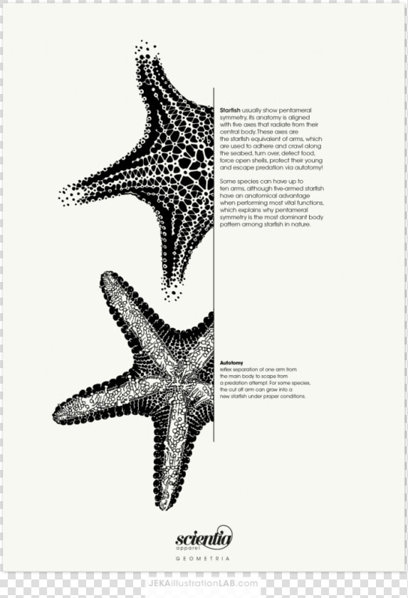 Estrella De Mar Ilustracion Cientifica  HD Png DownloadTransparent PNG