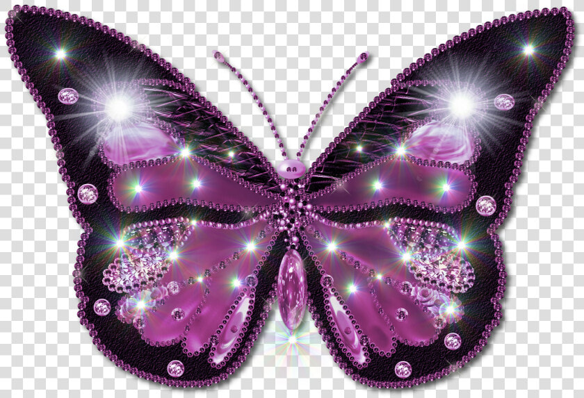 Butterfly Pictures Clipart Free   Beautiful Butterfly Image Download  HD Png DownloadTransparent PNG