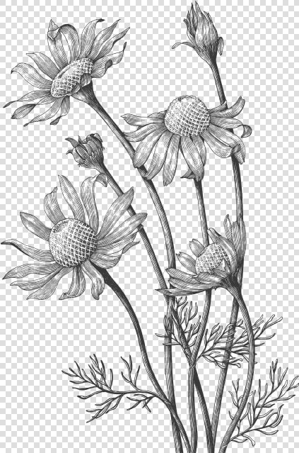 Roman Chamomile Essential Oils And Products   Wild Flower Hand Draw  HD Png DownloadTransparent PNG