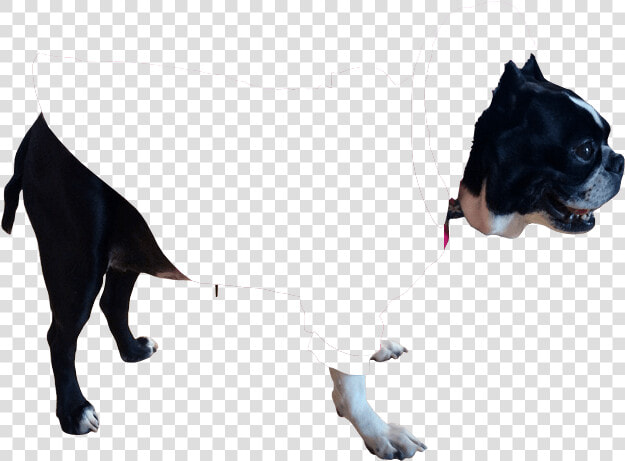 Great Dane  HD Png DownloadTransparent PNG