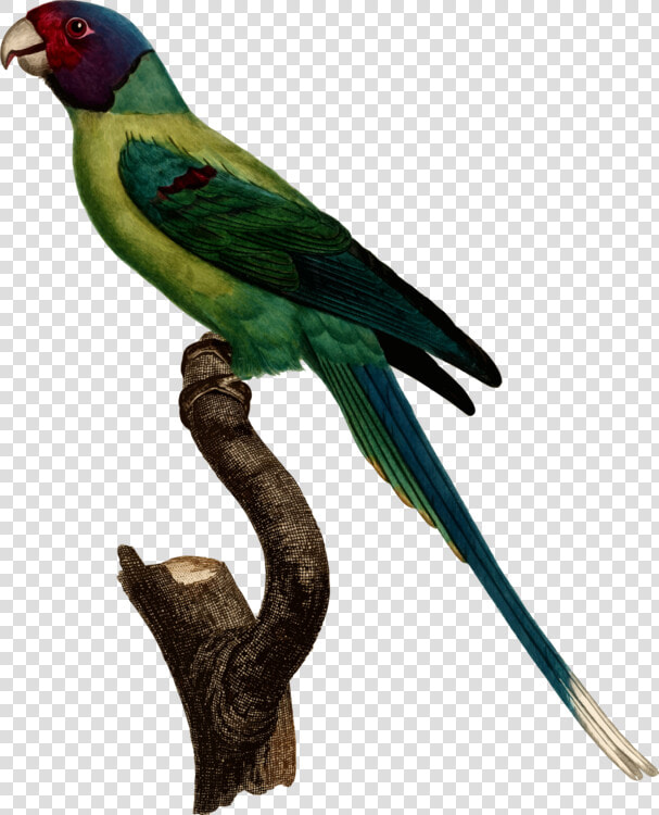 Vector Parrot Parakeet   Jacques Barraband Parrot  HD Png DownloadTransparent PNG