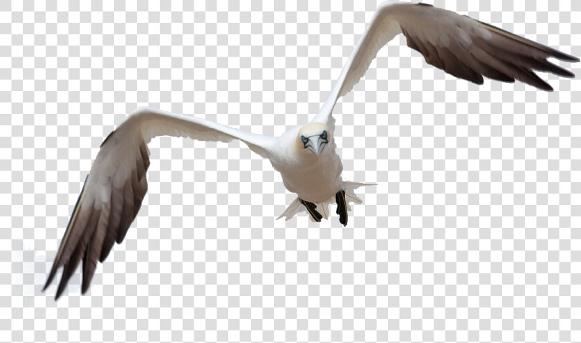 Bird Flight By Queenphotoshop On Clipart Library   Burung Untuk Photoshop  HD Png DownloadTransparent PNG