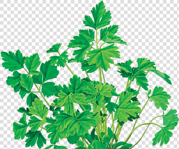 Parsley Tea Brands  HD Png DownloadTransparent PNG