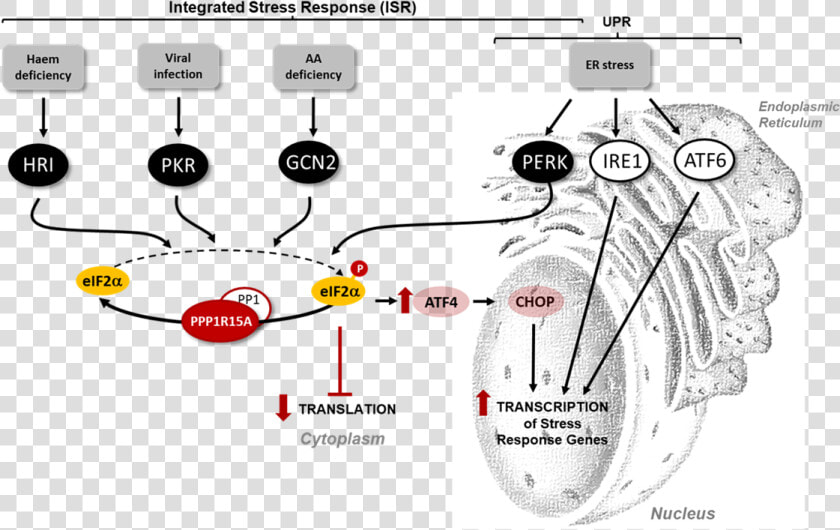 Integrated Stress Response And Disease  HD Png DownloadTransparent PNG