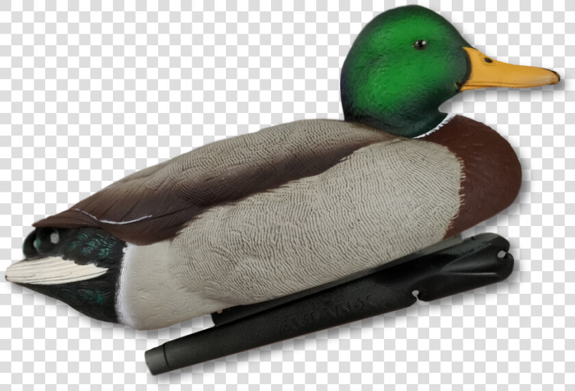 Image Of Avian X Foam Filled Topflight Fusion Mallard   Mallard  HD Png DownloadTransparent PNG