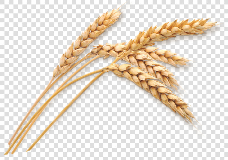 Wheat Stalk Png Download   Transparent Wheat Png  Png DownloadTransparent PNG