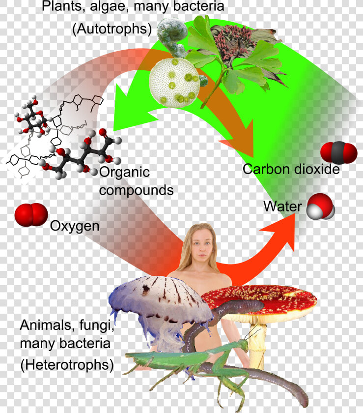 Auto and Heterotrophs   Plant And Animal Immune System  HD Png DownloadTransparent PNG