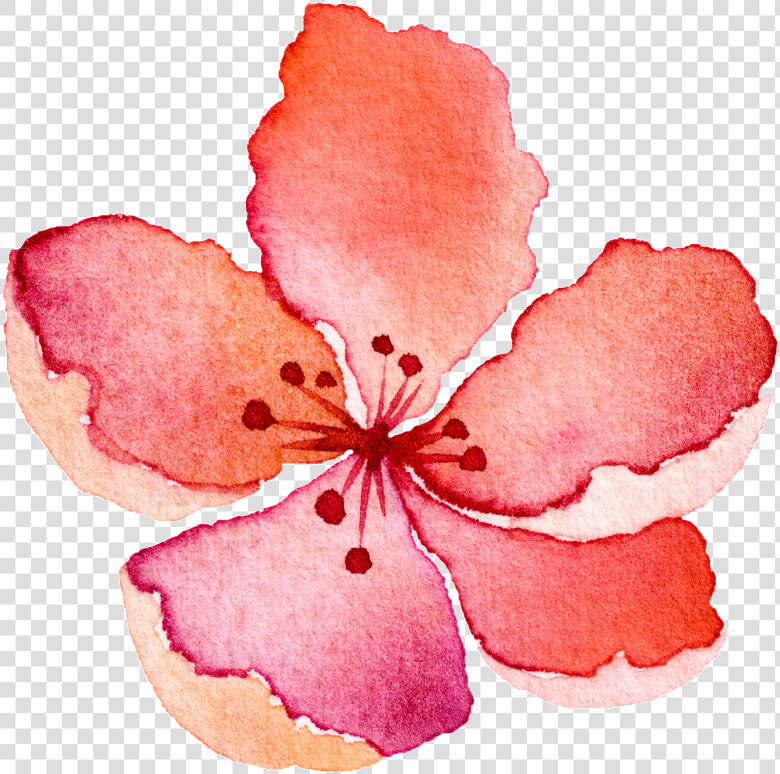 Water Saffron Transparent Decorative   Impatiens  HD Png DownloadTransparent PNG