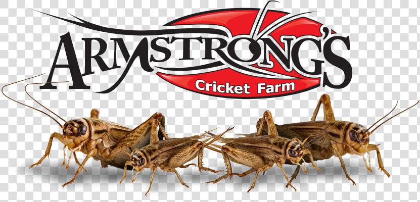 Acheta Domestica Crickets   Armstrong Crickets  HD Png DownloadTransparent PNG