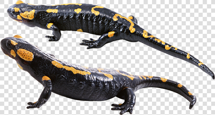 Salamander Png Free Download   Transparent Salamander Png  Png DownloadTransparent PNG