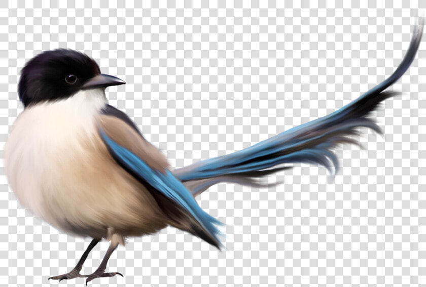 Birds Png Images Free Download  Birds Png   Birds With Their Names  Transparent PngTransparent PNG