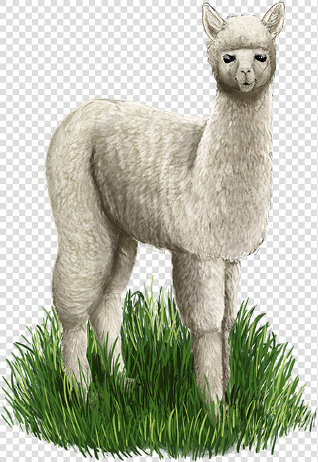 Alpaca Web   Llama  HD Png DownloadTransparent PNG