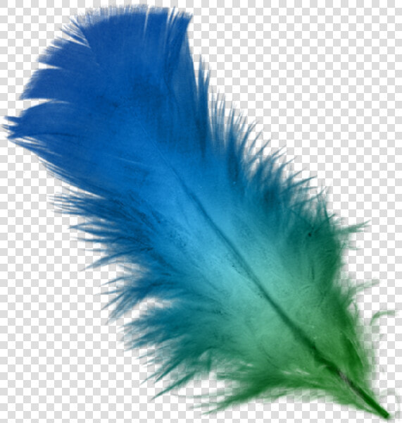 Feather Transparent Background Feathers Png    Transparent Background Blue Feather Png  Png DownloadTransparent PNG