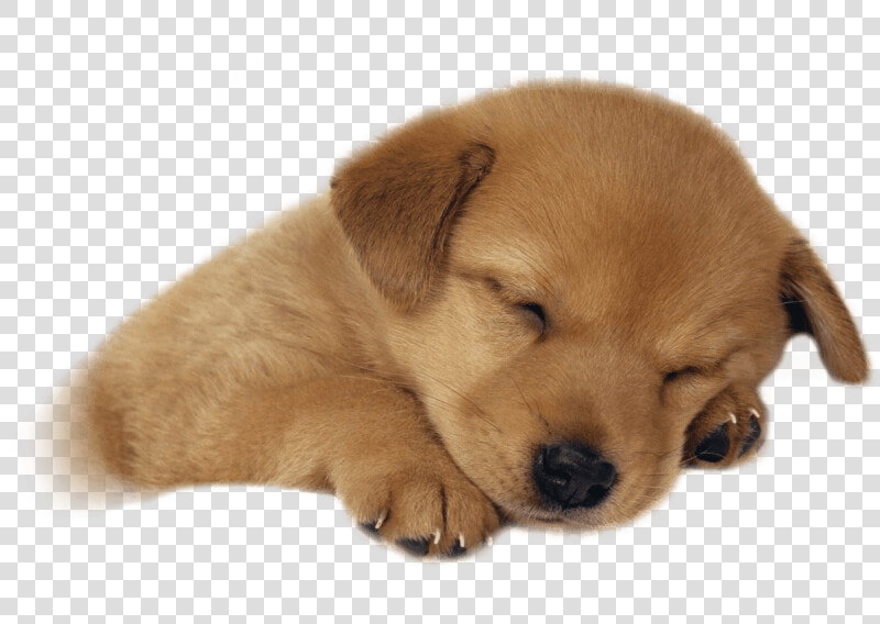 Free Puppy Png   Puppy Sleeping Png  Transparent PngTransparent PNG