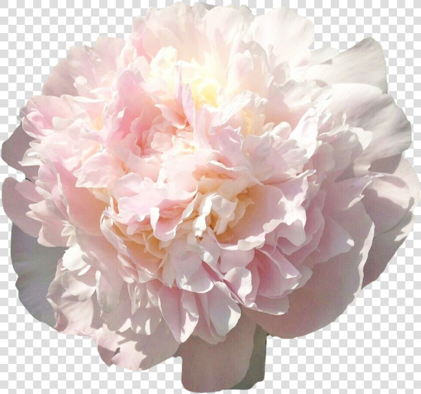 Peony Florence Nicholls Blush  HD Png DownloadTransparent PNG